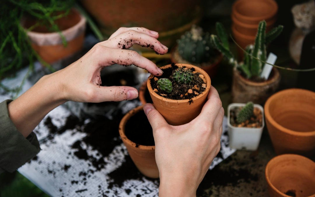 Garden Planning 101 for this Spring