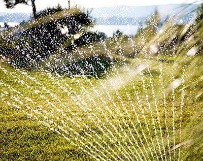 Brown lawns in Sacramento for a reason